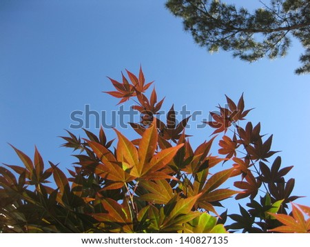 View upwards of Japanese Maple branches and clear blue sky.