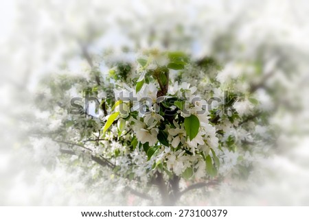 White flowers of apple tree in spring rays of the sun