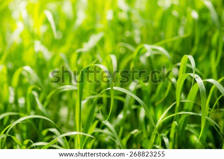 Bright green grass on summer field in sunny day. Sunlight in spring grass. Texture background