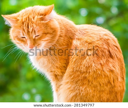 Ginger shorthair cat sitting and sleeping in sunny garden at summer day. Green summer blurred background with natural bokeh