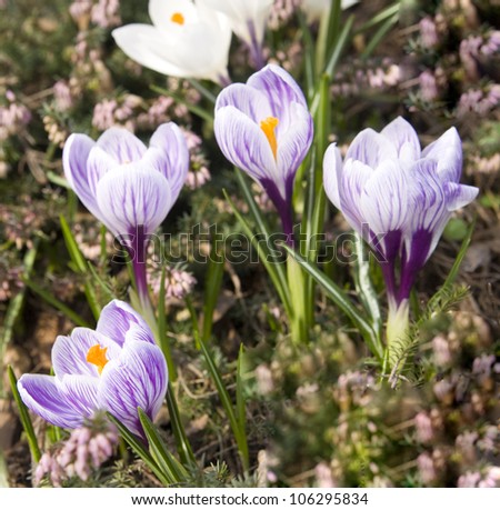 Crocuses white colour with purple lines on ground.
