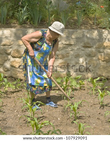 Old lady working in garden in summer.