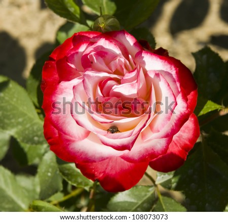 One rose of red and white colours.