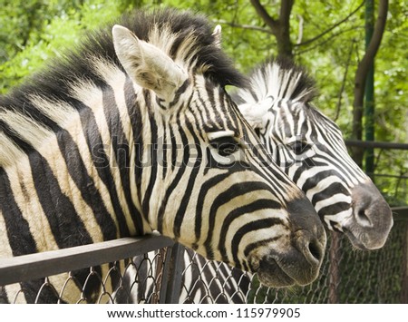 Two zebra, heads only, in open-air cage.