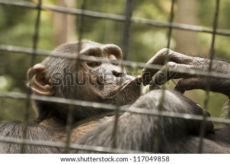 Head and hand of chimpanzee (latin name Pan troglodytes) in cave.