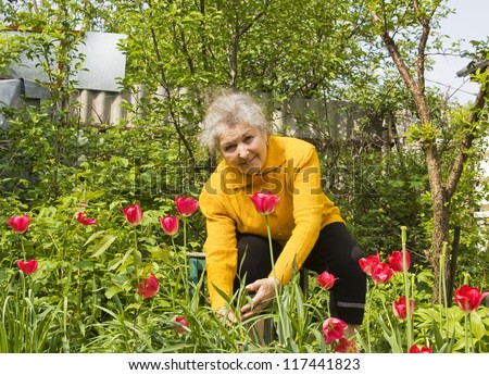 Old lady gardening near flowerbed with red tulips.