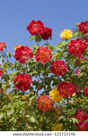 Part of rose shrub with many red and yellow flowers on blue sky.