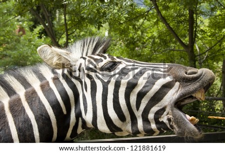 Feeding of zebra in zoo, head with open mouth taking food.