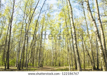 Spring landscape - birch forest, trees with young green leaves on blue sky.