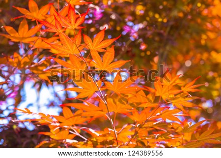 Branch of red Japanese maple tree with leaves.
