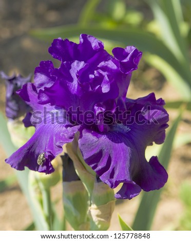 One violet iris with green leaves, sort \
