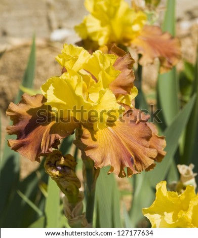 Iris in yellow and orange colours, sort Martile rowland, collection of Nikitskiy botanic garden in town Yalta region Crimea, Ukraine.