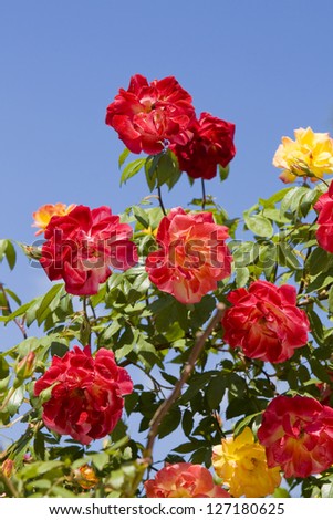Branch of few red and yellow roses on blue sky vertical.