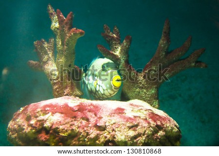 Tropical fish Clown Triggerfish, latin name Balistes conspicillum, lives in Indian ocean, and corals in aquarium.
