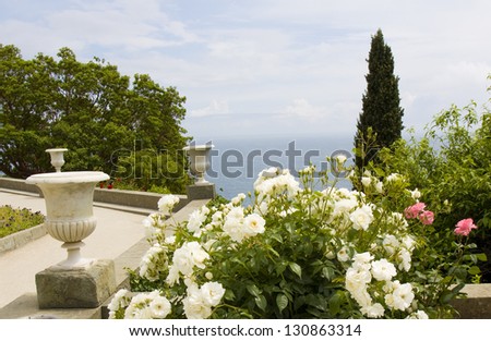 Landscape - garden on sea cost, shrub of white roses, sea, cypress tree, vases. Recorded in park near Vorontcovskiy palace in region Crimea on Black sea.