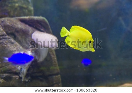 Fish Yellow surgeon, latin name Acanthuridae, other name Zebrasome Flavescens, lives in Pacific ocean.