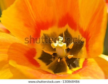 Middle part of orange tulips inside closely.
