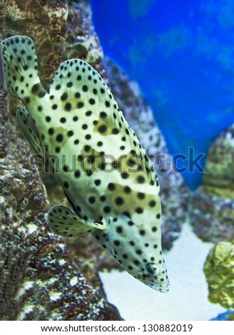 Tropical fish Panther grouper, latin name Cromileptus altivelis, lives in Indian and Pacific oceans.