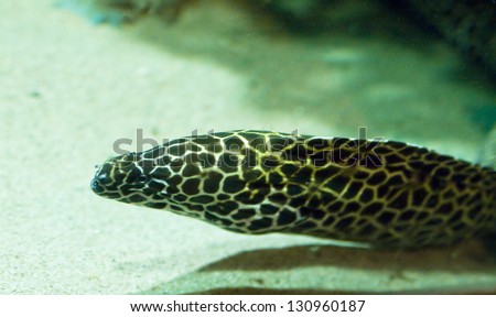 Tropical fish Murena Leopard, latin name Gymnothorax undulatus favagineus, lives in Indian and Pacific oceans, recorded in aquarium.