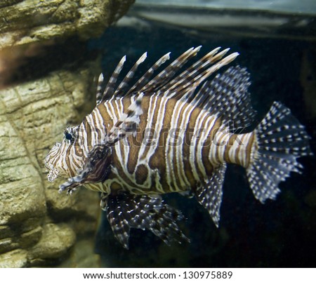 Tropical fish Fish-zebra, latin name Pterois volitans, in aquarium.