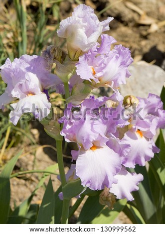 Light purple irises, sort Starcrest