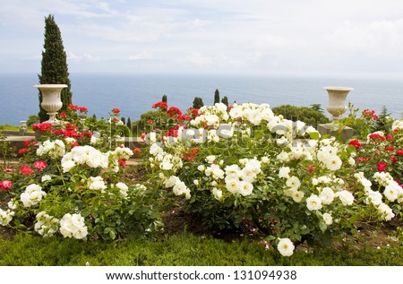 Summer landscape - rose garden on sea coast, blue water, shrubs with red and white roses, vases. Recorded in park near Vorontcovskiy palace in place Alupka in region Crimea on black sea, Ukraine.