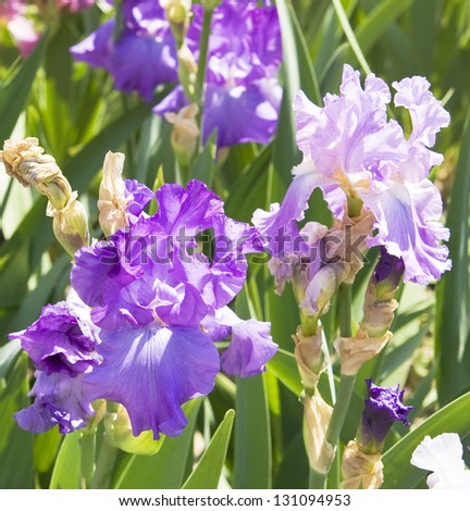 Two blue irises of different colours, dark and light, sort Rofling thunder.