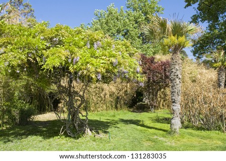 Tropical landscape with trees Wistaria in blossom with purple flowers and palm.