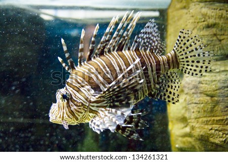 Fish-zebra, latin name Pterois Volitans, in aquarium.