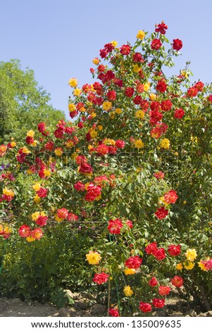 Big shrub with red and yellow roses on blue sky, vertical orientated image.
