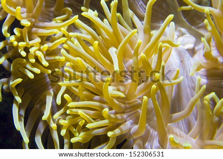 Underwater animal Actinia (sea anemone), recorded in aquarium.
