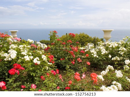 Rose garden with red and white roses and two decorative vases on sea shore with view on water, recorded in park of Vorontcovskiy palace in region Crimea, Ukraine.