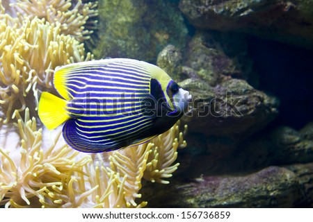 Tropical fish fish-angel, other name fish-emperor, latin name Pomacanthus and actinia or sea anemone.