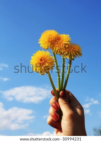 Yellow dandelions in hand on blue sky.