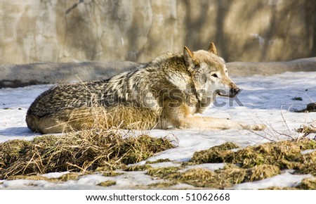 Grey wolf laying on snow. Recorded in Moscow Zoo.