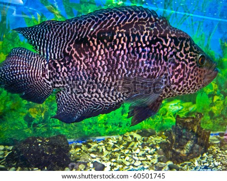 Tropical fish with black and white spots, recorded in aquarium in town Yalta, Crimea.