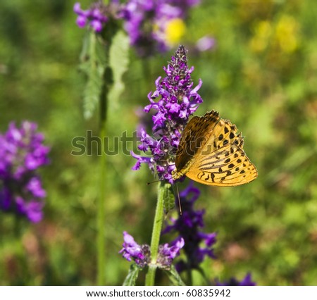 Butterfly orange colour with brown spots sitting on purple wild flower.