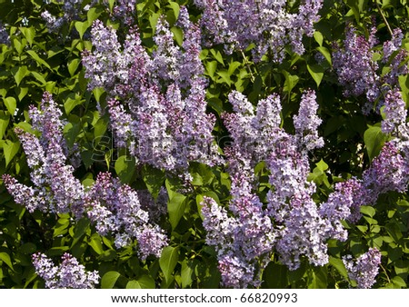 Many purple lilacs with green leaves, horizontal orientation.