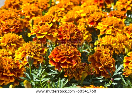 Flowerbed with many orange marigolds, horizontal orientation.