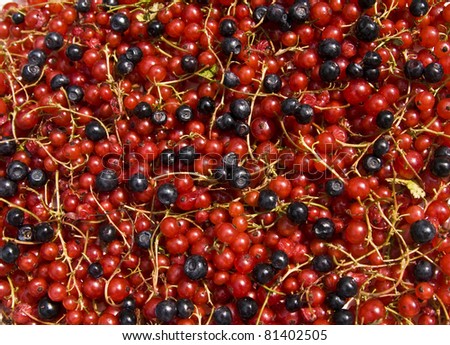 Background from redcurrant and bilberry, horizontal orientation.