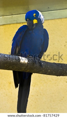 Parrot Hyacinth macaw (Anodorhynehus Hyacint hinus), lives in Latin America.