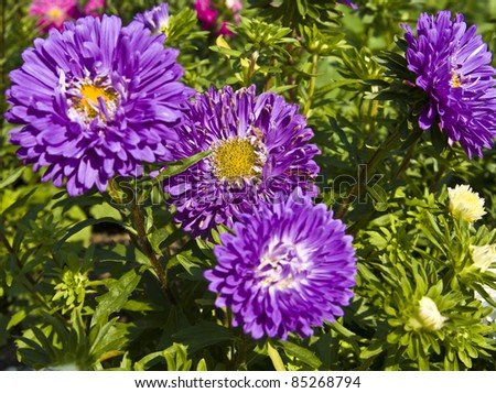 Four blue asters on flowerbed, horizontal orientation.