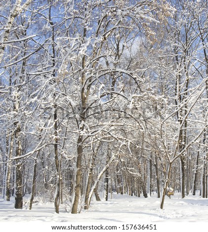 Winter landscape - forest with trees covered with snow on blue sky, vertical orientation.