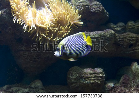 Tropical fish fish-angel, other name fish-emperor, latin name Pomacanthus, and actinia, other name sea anemona.