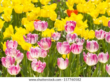 Flowerbed with many tulips of pink and yellow colour, horizontal orientation.