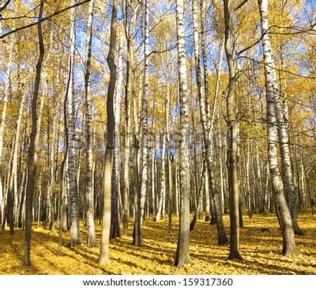 Autumn landscape - birch forest, trees with golden leaves on blue sky and fallen golden leaves, square shape.