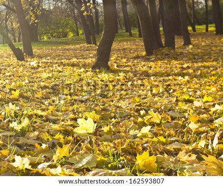 Autumn landscape - yellow fallen maple leaves and part of trees.