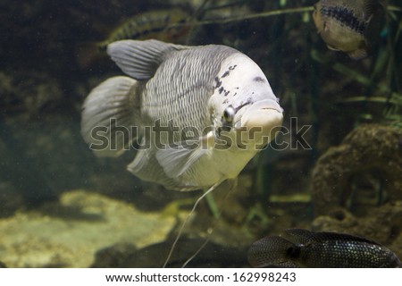 Tropical fish Gourami, latin names Trichogaster, Colisa, Sphaerichthys, lives in Southern-Eastern Asia.