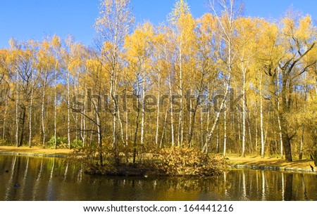 Autumn landscape - yellow birch forest on bank of lake with reflection and little island with birch trees. Recorded on Putyaevskiye lakes in park Sokolniki in Moscow.