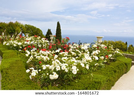 Summer landscape with rose garden with white and red roses and white vases on sea coast, recorded in park of Vorontsovskiy palace in Crimea, Ukraine.